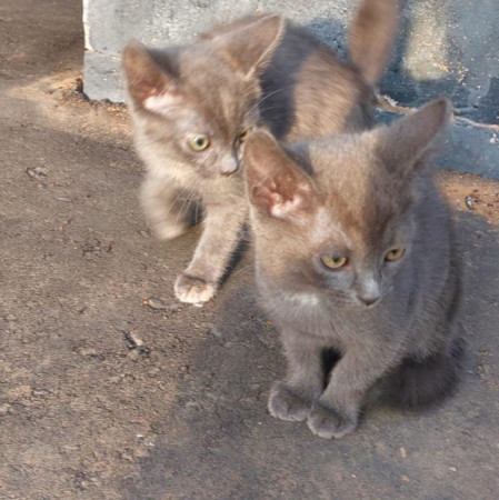 Котята 1,5 месяца метисы британца в хорошие руки. В дар! 