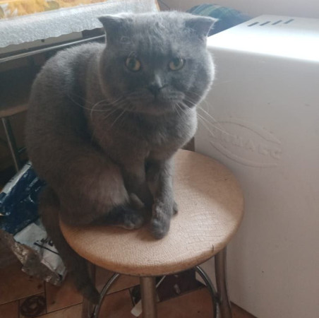 Шотландский вислоухий кот Ватсон ищет дом. В дар! , Дымчатый, Котельники, Кот в добрые руки