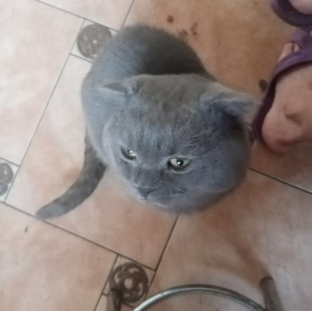Шотландский вислоухий кот Ватсон ищет дом. В дар! , Дымчатый, Котельники, Кот в добрые руки