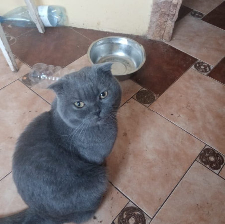 Шотландский вислоухий кот Ватсон ищет дом. В дар! , Дымчатый, Котельники, Кот в добрые руки