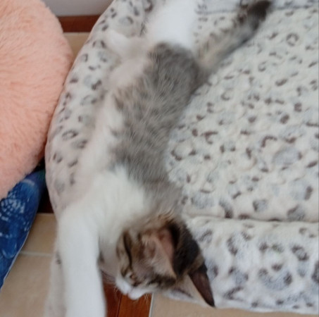 Котенок девочка Пушинка в добрые руки! В дар!, котенок 3 месяца