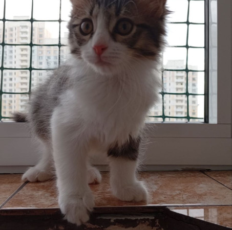 Котенок девочка Пушинка в добрые руки! В дар!, котенок 3 месяца