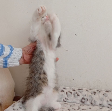 Котенок девочка Пушинка в добрые руки! В дар!, котенок 3 месяца