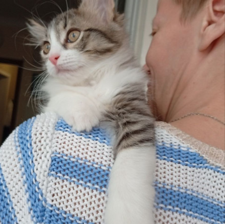 Котенок девочка Пушинка в добрые руки! В дар!, котенок 3 месяца