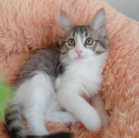 Котенок девочка Пушинка в добрые руки! В дар!, котенок 3 месяца