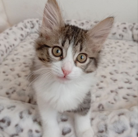 Котенок девочка Пушинка в добрые руки! В дар!, котенок 3 месяца