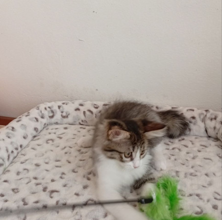 Котенок девочка Пушинка в добрые руки! В дар!, котенок 3 месяца