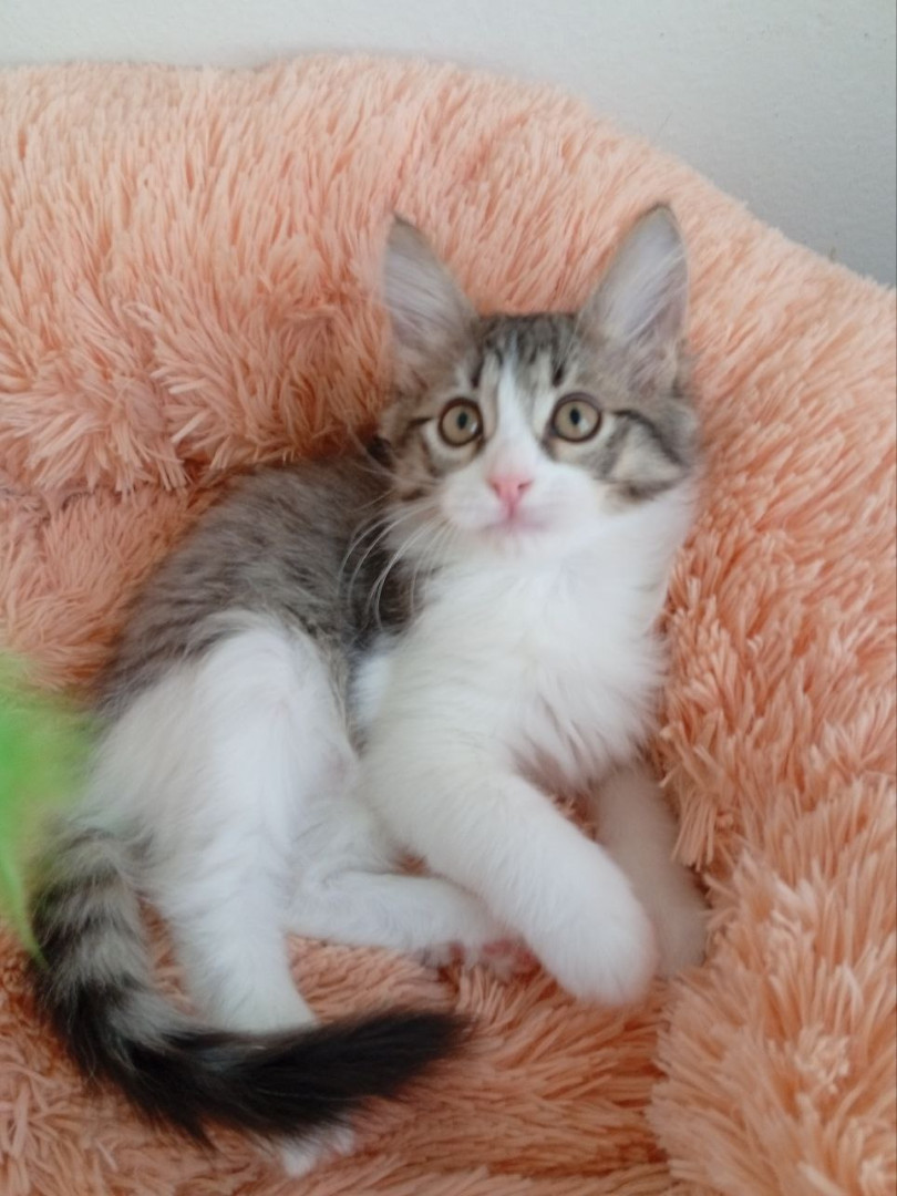 Котенок девочка Пушинка в добрые руки! В дар!, котенок 3 месяца