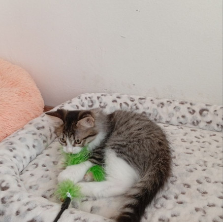 Котенок девочка Пушинка в добрые руки! В дар!, котенок 3 месяца