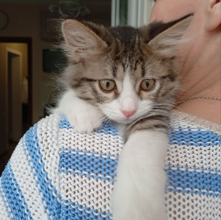 Котенок девочка Пушинка в добрые руки! В дар!, котенок 3 месяца