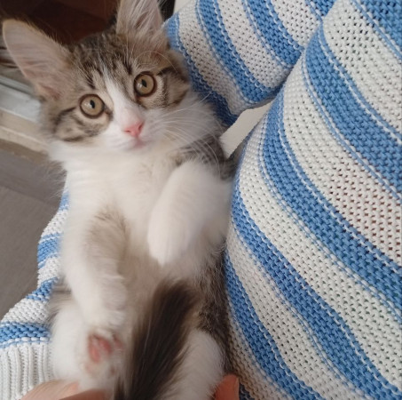 Котенок девочка Пушинка в добрые руки! В дар!, котенок 3 месяца