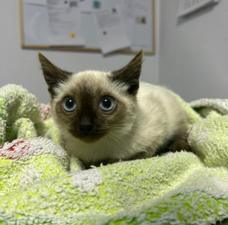 Котенок Симба ищет добрую семью! В дар! 