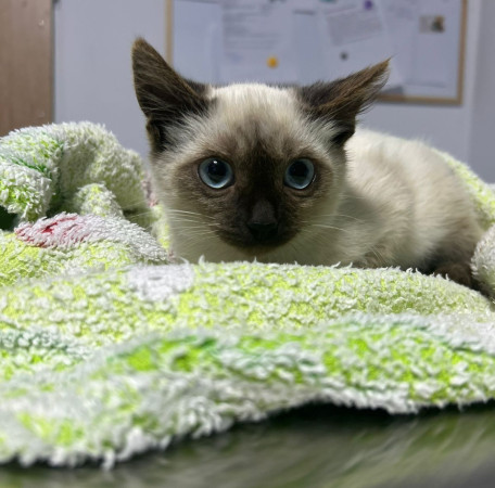 Котенок Симба ищет добрую семью! В дар! 
