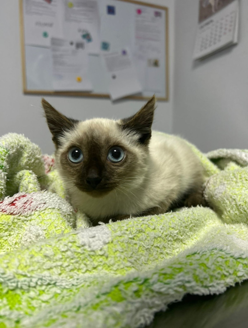 Котенок Симба ищет добрую семью! В дар!