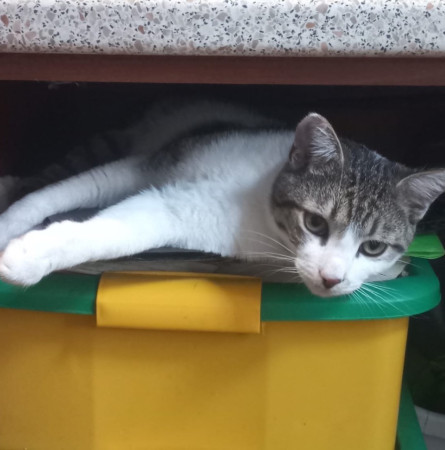 Чудесный котик Томас, Серый с белым, Охотный ряд, Кот в добрые руки