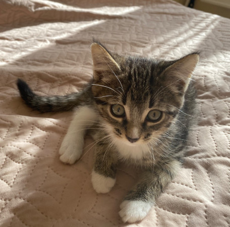 Котенок Лео ищет дом. В дар!, котенок 3 месяца