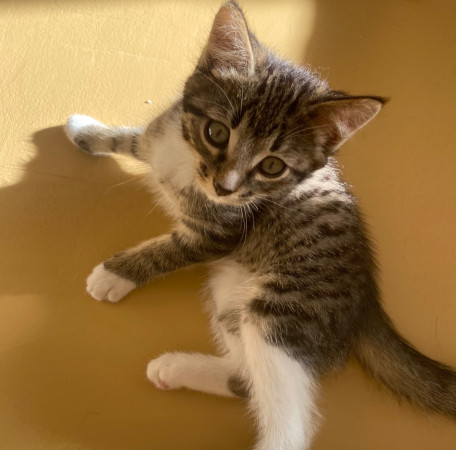 Котенок Лео ищет дом. В дар!, котенок 3 месяца