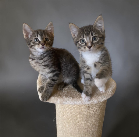 Котенок Лео ищет дом. В дар!, котенок 3 месяца