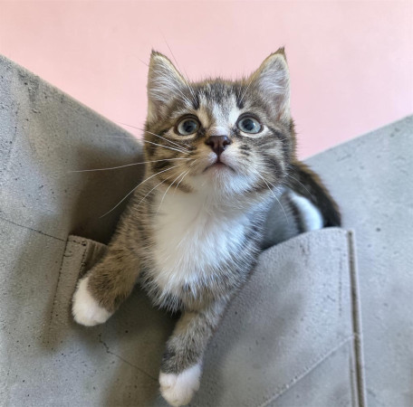Котенок Лео ищет дом. В дар!, котенок 3 месяца