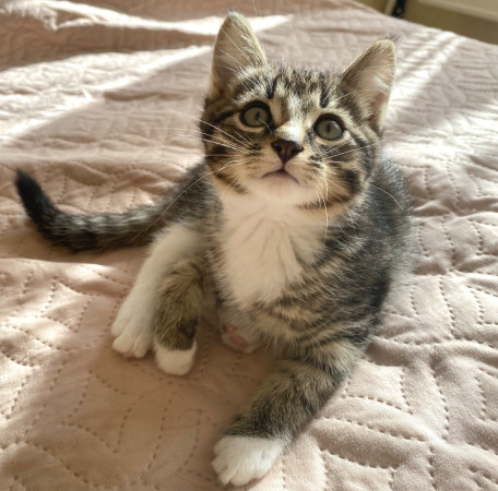 Котенок Лео ищет дом. В дар!, котенок 3 месяца