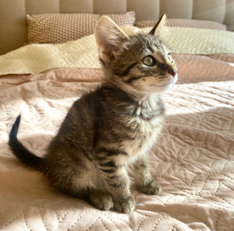 Котенок Тео ищет дом. В дар!, котенок 3 месяца
