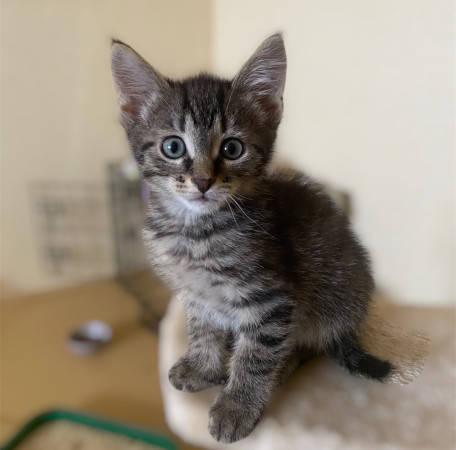 Котенок Тео ищет дом. В дар!, котенок 3 месяца