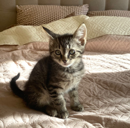 Котенок Тео ищет дом. В дар!, котенок 3 месяца