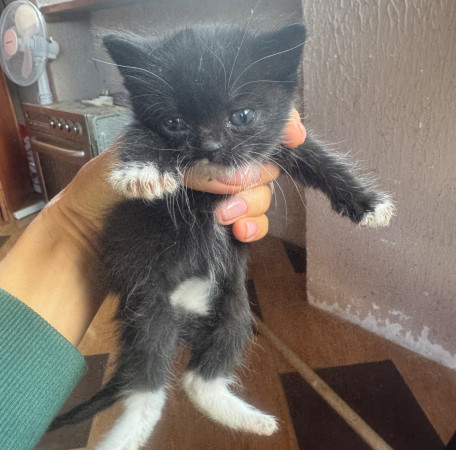 Котята, котенок 2 месяца