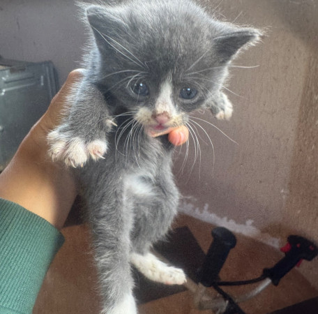 Котята, котенок 2 месяца