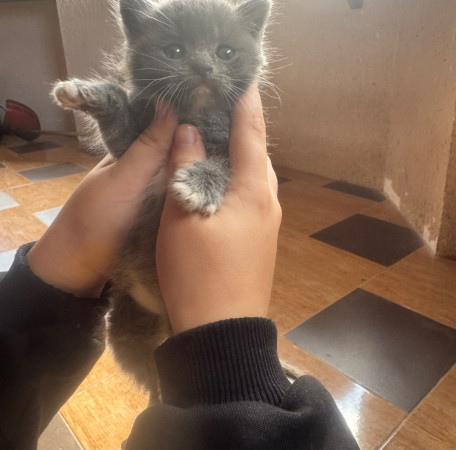Котята, котенок 2 месяца