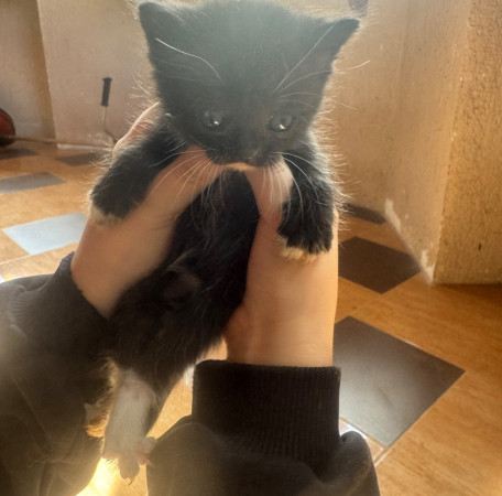 Котята, котенок 2 месяца