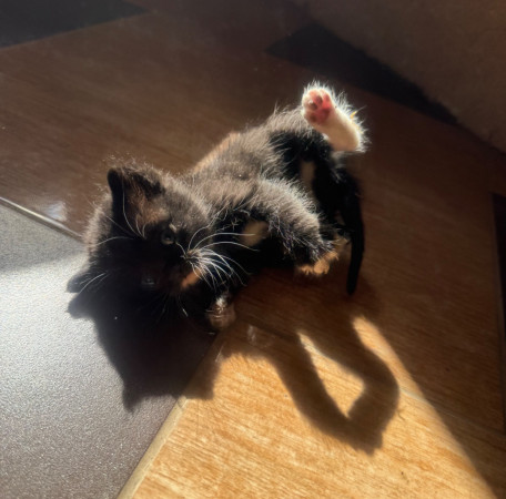 Котята, котенок 2 месяца
