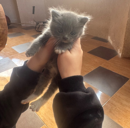 Котята, котенок 2 месяца
