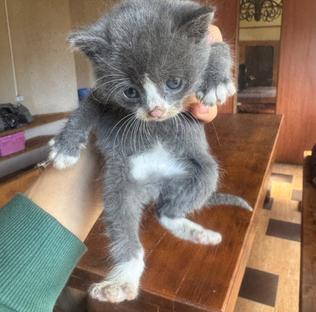 Котята, котенок 2 месяца
