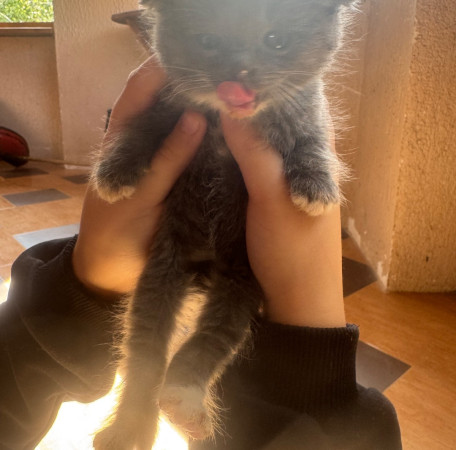 Котята, котенок 2 месяца