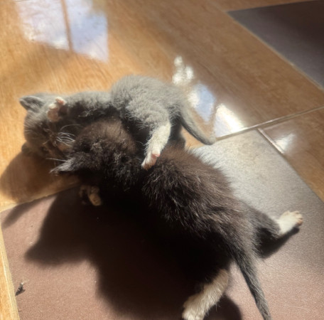 Котята, котенок 2 месяца