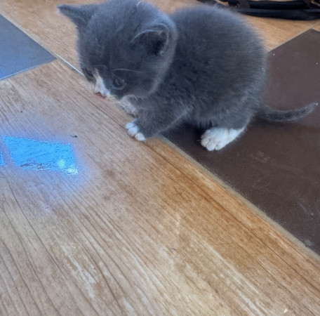 Котята, котенок 2 месяца