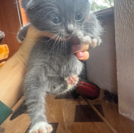 Котята, котенок 2 месяца