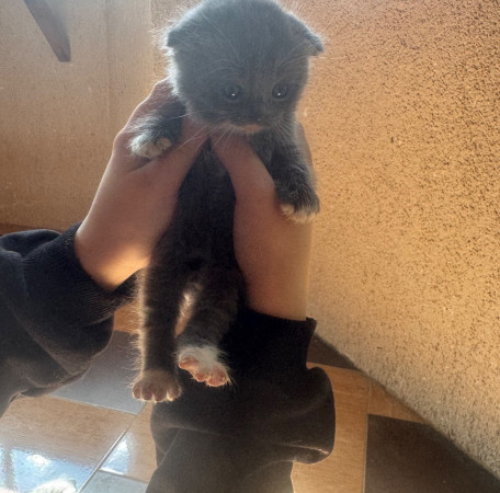 Котята, котенок 2 месяца