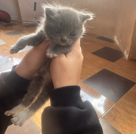 Котята, котенок 2 месяца