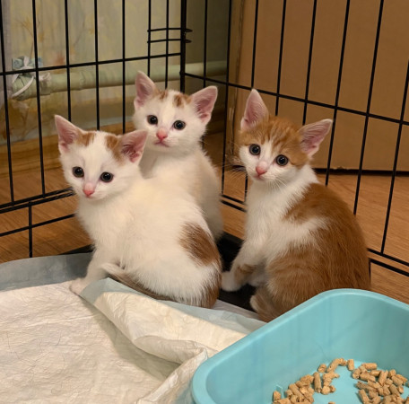 Котята в добрые руки. В дар!, котенок 3 месяца
