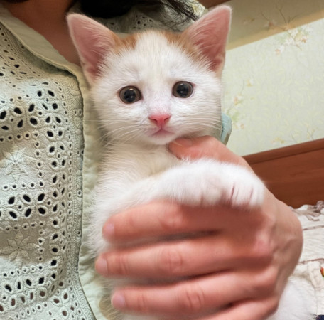 Котята в добрые руки. В дар!, котенок 3 месяца