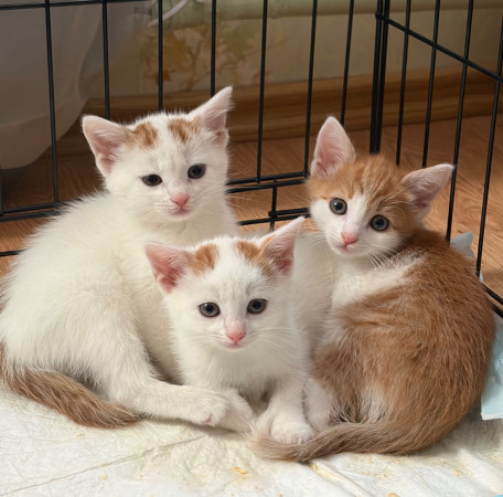 Котята в добрые руки. В дар!, котенок 3 месяца