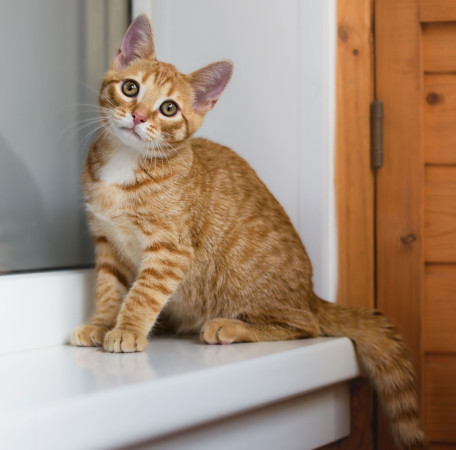 Рыжий ласковый котенок Вижик в добрые руки. В дар!, котенок 5 месяцев