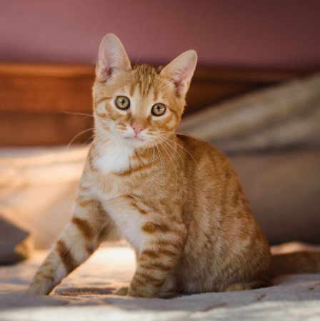 Рыжий ласковый котенок Вижик в добрые руки. В дар!, котенок 5 месяцев