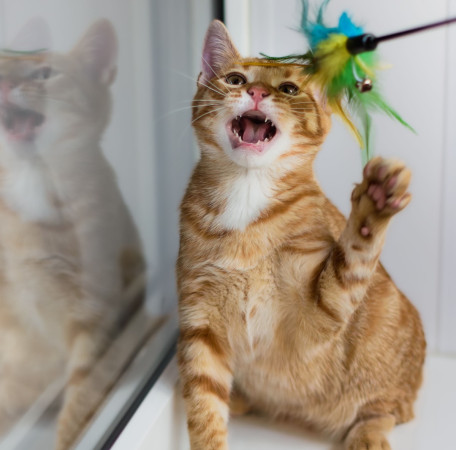 Рыжий ласковый котенок Вижик в добрые руки. В дар!, котенок 5 месяцев