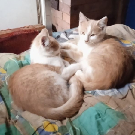 Безымянные братья ищут имя и дом до холодов. В дар!, котенок 3 месяца