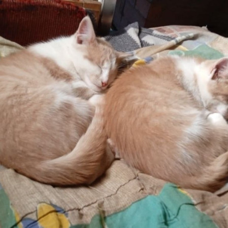 Безымянные братья ищут имя и дом до холодов. В дар!, котенок 3 месяца