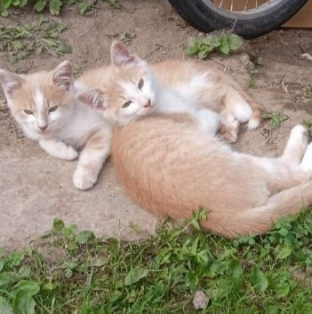 Безымянные братья ищут имя и дом до холодов. В дар!, котенок 3 месяца