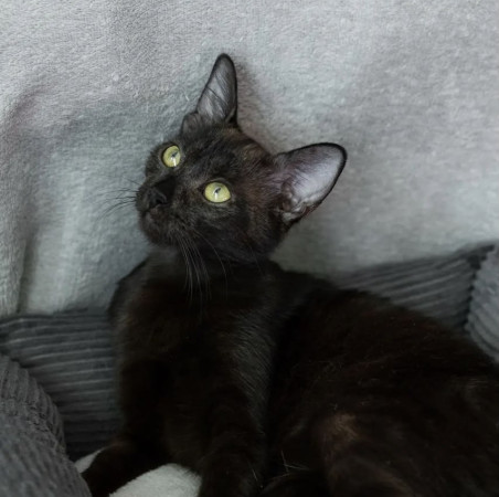 Котенок Никуся в добрые руки. В дар!, котенок 9 месяцев